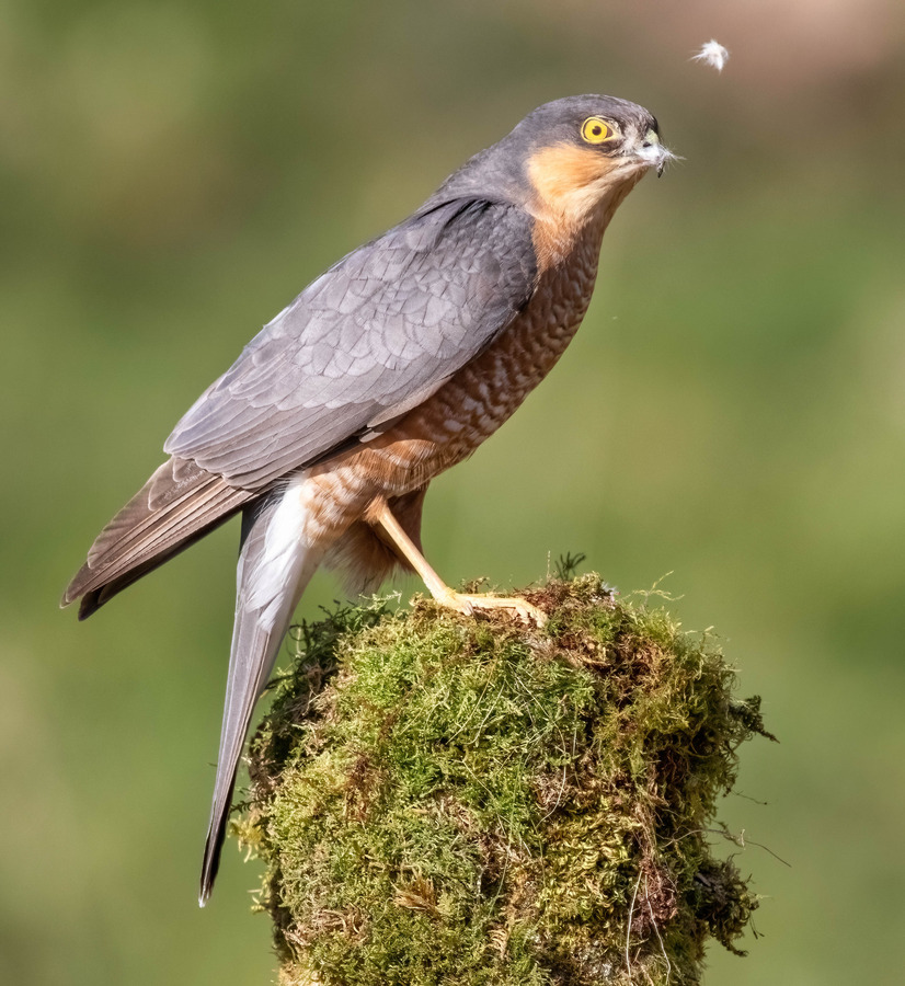 69 Making the feathers fly.